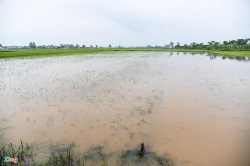 200 ha lúa ngập chìm trong nước do mưa lớn kéo dài