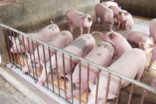 Giá thịt lợn lên 45 ngàn/kg: Tăng cao nữa là có vấn đề