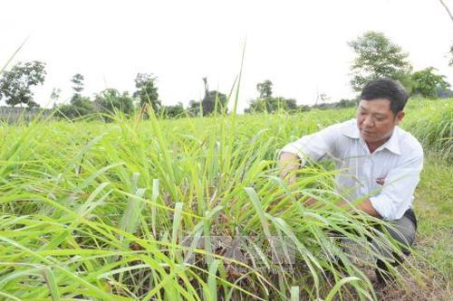 Cây sả góp phần đổi thay vùng đất cằn