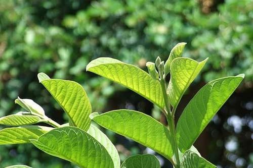 Bài thuốc trị hôi miệng, hôi nách từ lá ổi