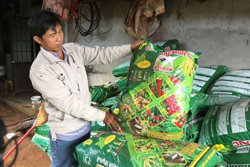 Làm rõ nguyên nhân vườn hồ tiêu ở Đác Lắc bị hư hại do bón phân