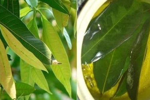Lá xoài non, mướp đắng có chữa được tiểu đường?