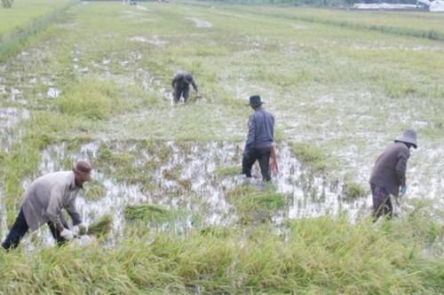 Dồn sức bảo vệ hàng chục ngàn hecta lúa bị ngập lũ tại ĐBSCL