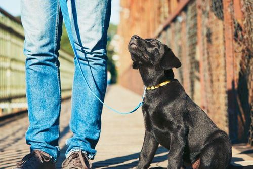 Chú chó cứu bé gái 10 tuổi khỏi tay kẻ bắt cóc
