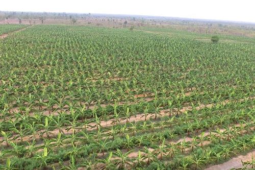 Phát triển nông nghiệp công nghệ cao nơi biên giới