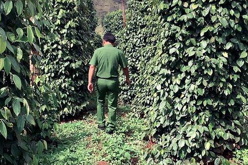 Giả chữ ký chiếm đoạt tài sản, cán bộ huyện nhiệt tình giúp sức
