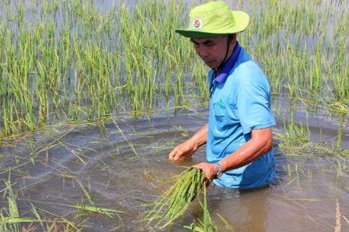 Đồng bằng sông Cửu Long: Lũ về sớm, nông dân 'kêu khóc' vì lúa bị nhấn chìm