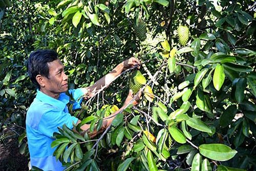 Sản xuất trên đất nhiễm mặn ven biển ở Tiền Giang