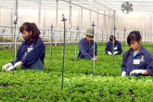 Sản xuất nông nghiệp công nghệ cao là tất yếu để hội nhập