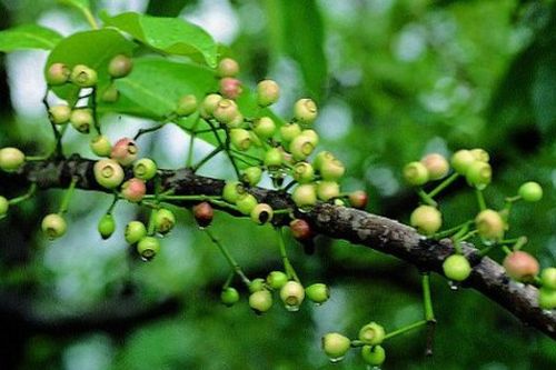 Uống nước vối giải nhiệt, nhất định bạn phải biết những điều sau đây