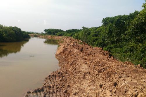 Tàn phá cả cánh rừng ngập mặn xanh ngút ngàn để nuôi tôm