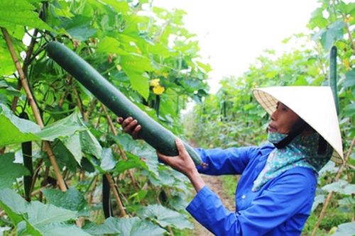 Vụ đông ở Quỳnh Lưu cho thu hơn 40 tỷ đồng/năm