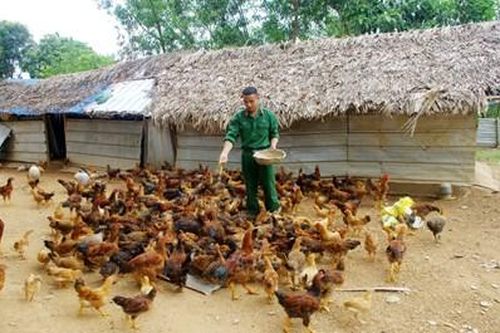 Hiệu quả từ mô hình nuôi gà lai chọi thịt