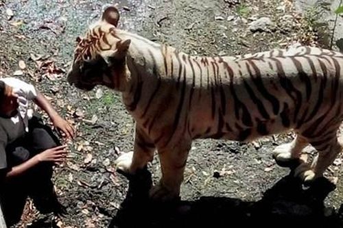 Những tai nạn kinh hoàng ở sở thú