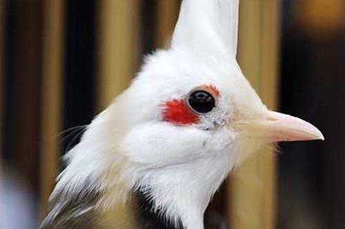 Hết cái để chơi, đại gia Việt ném tiền vào vẹt, trĩ, chào mào nghìn đô