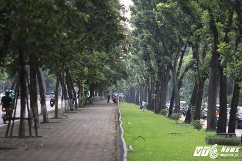 Ngắm 130 cây xanh trên đường Kim Mã trước ngày 'khai tử'
