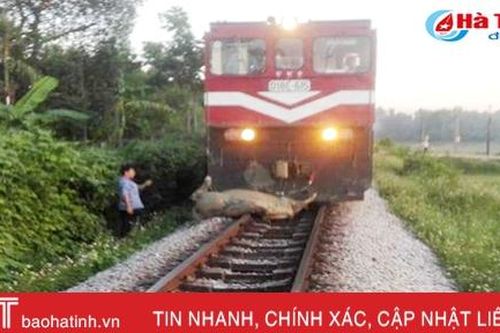 Băng qua đường sắt, 3 con trâu, nghé bị tàu đâm chết