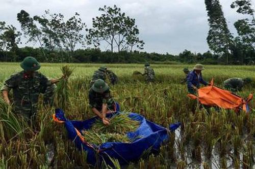 Hơn 200 chiến sỹ giúp dân gặt lúa chạy bão
