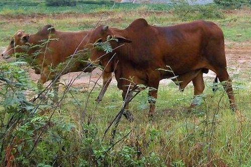 Đi chăn bò, bé gái 11 tuổi bị gã hàng xóm giở trò đồi bại