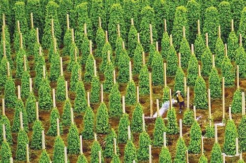 Phát triển bền vững cây hồ tiêu ở Tây Nguyên