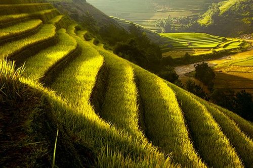 Ngẩn ngơ trước vẻ đẹp sóng ruộng bậc thang mùa lúa chín