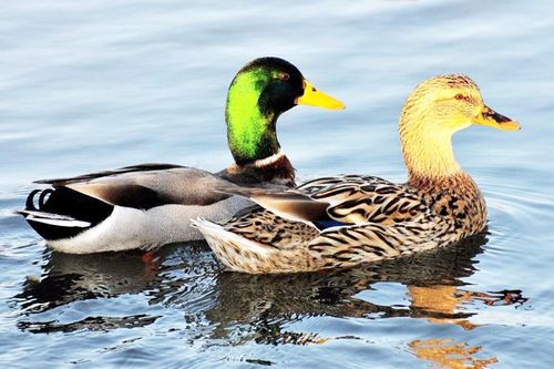 Học Toán qua truyện cổ tích: Câu đố đếm chân vịt