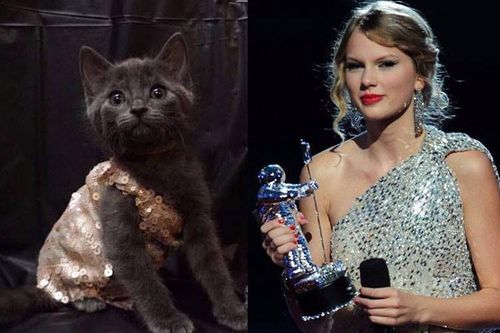 Nữ bác sĩ 'lên đồ' cho mèo giống hệt Taylor Swift