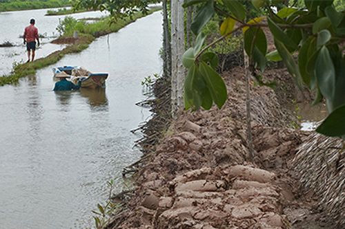 Giải bài toán khó cho Đồng bằng sông Cửu Long