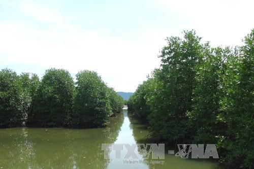 Khánh Hòa trồng thêm 400 ha rừng ngập mặn vùng ven biển