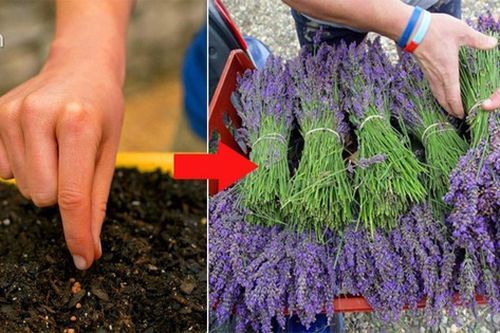 Cần gì phải bỏ tiền mua hoa oải hương nhập khẩu, dưới đây là cách trồng oải hương đơn giản nhất