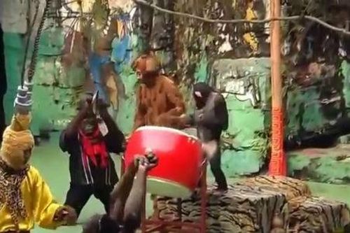 Khỉ múa lân vui nhộn
