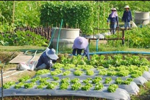 Linh hoạt bố trí thời vụ sản xuất vụ Đông Xuân 2017- 2018