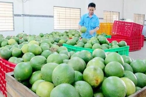Kim ngạch xuất nhập khẩu nông sản tăng mạnh