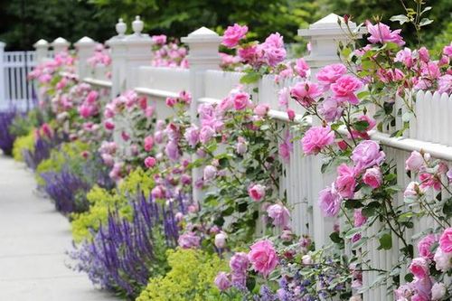 Bê cả thế giới cổ tích vào nhà chỉ với cách trồng hoa hồng leo cực chuẩn