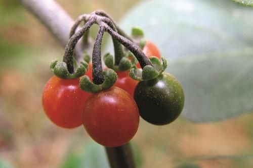 Cây lu lu thanh nhiệt, giải độc
