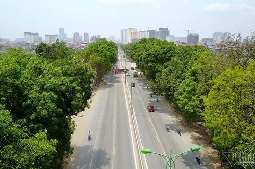 Hà Nội bắt đầu chặt, chuyển hơn 1.000 cây ở đường Phạm Văn Đồng