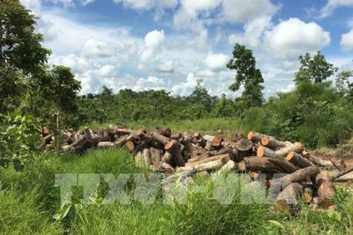 Phá rừng, lấn chiếm đất lâm nghiệp ở Tây Nguyên vẫn chưa được kiểm soát