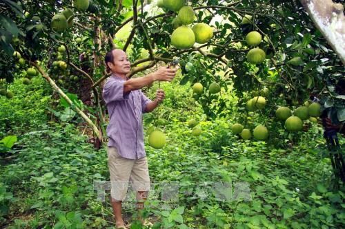 Tỷ phú trồng bưởi bên dòng sông Gâm