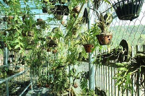 Vườn lan rừng 'sang chảnh' vừa làm và chơi kiếm 1,8 tỷ đồng/năm