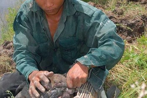 Mùa săn chuột đồng ở Thạch Thất, Hà Nội