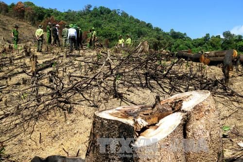 Xử lý nghiêm người đứng đầu không phát hiện hành vi phá rừng