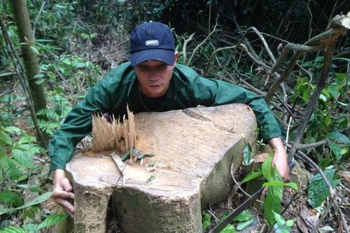 Thanh Hóa: Cần làm rõ những vụ phá rừng ở huyện Thường Xuân