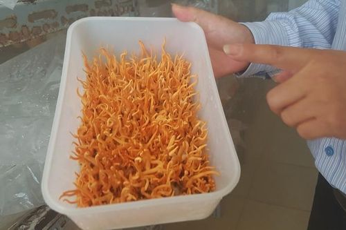 Giấu vợ, cắm sổ đỏ vì mê nuôi đông trùng hạ thảo