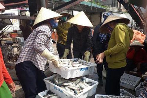 Chuyến biển đầu tiên của 'tàu 67' trúng hơn 20 tấn cá