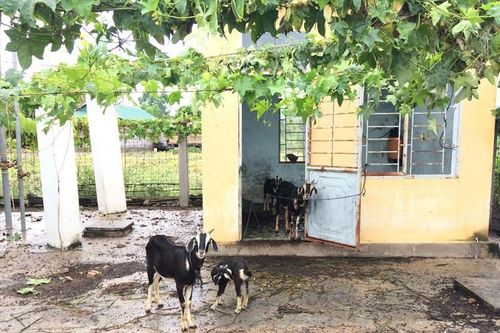 Công trình nước sạch làm...…chuồng dê