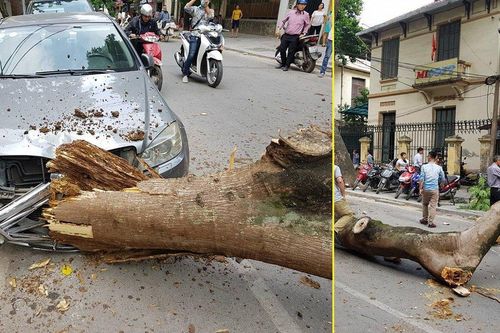 Cây xanh đổ trúng đầu ô tô, nữ tài xế thoát nạn trong gang tấc