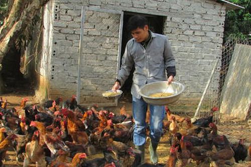 Cử nhân môi trường về quê lập trại nuôi gà