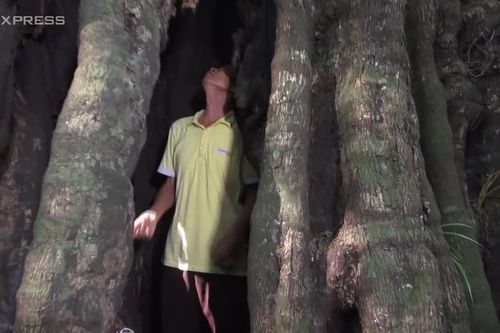 Mục sở thị cây thị nghìn năm chứa được 6 người trong gốc rỗng