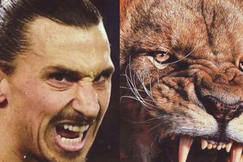 Ibra tiếp tục gây sốc với phát ngôn tự ví mình như một chú sư tử 'xịn'