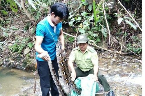Một đầu bếp giao nộp trăn gấm 17kg để thả về rừng